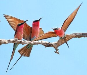 Matodi Birds Matusadona National Park - Matusadona National Park